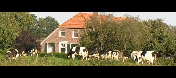 RPS boerderij met koeien