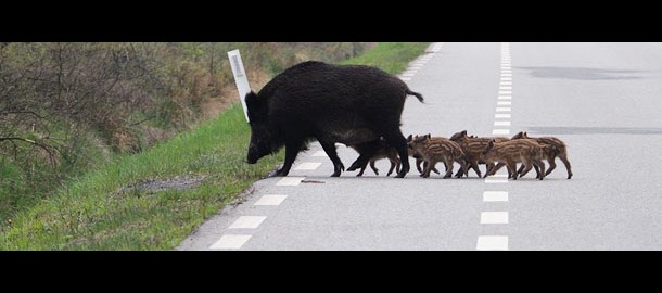 wild_zwijn_op_weg_wiel_pelzer_kerkrade